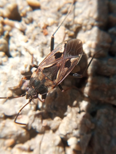 Rhyparochromus Pini — Bild 5