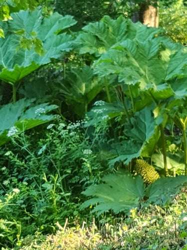 Het blad van een gigantische sequoia — foto 5 van 10