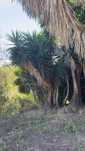 Gigantische palmlelie — Bild 2