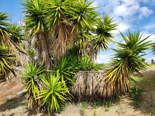Gigantische palmlelie — Bild 5