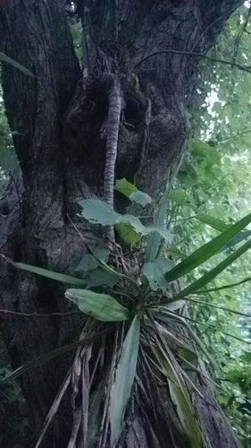 Gigantische palmlelie — Bild 4