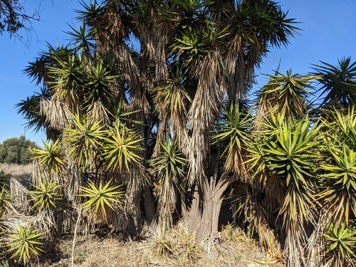 Gigantische palmlelie — Bild 3