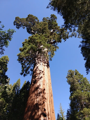 Mammoetboom — Bild 2