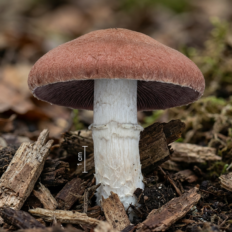 Gigantische droom