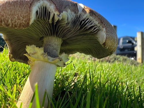 Gigantische droom — Bild 5