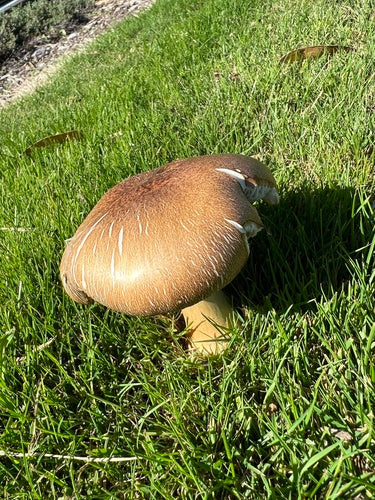 Gigantische droom — Bild 4