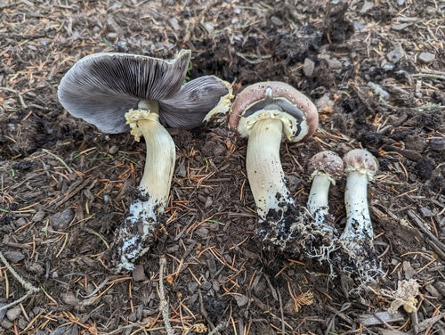Gigantische droom — Bild 3