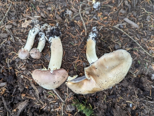 Gigantische droom — Bild 2