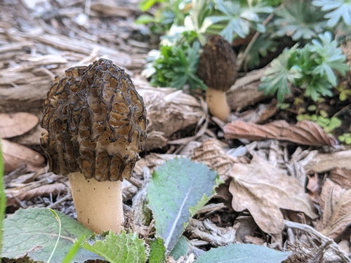 Schorsmulch morielje — Bild 5