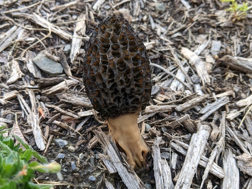 Schorsmulch morielje — Bild 3