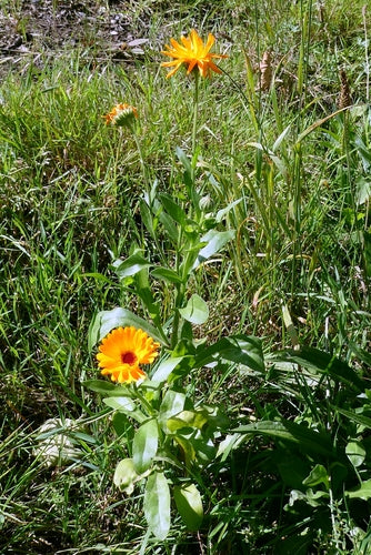 Goudsbloem — Bild 5