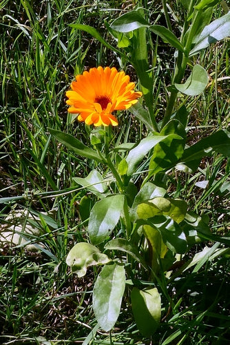Goudsbloem — Bild 4