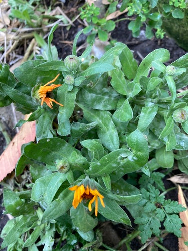 Goudsbloem — Bild 3