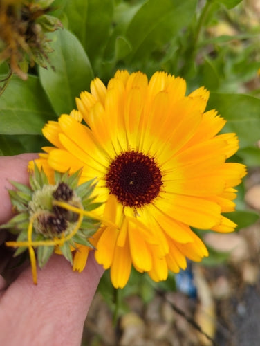 Ringelblume - Bild 1