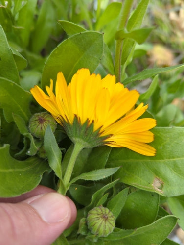 Ringelblume - Bild 2