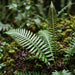 Blüte von Rippenfarn (Blechnum  spicant) in Nahaufnahme (KI-generiert)