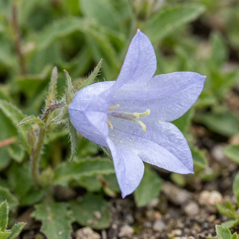 delphinium