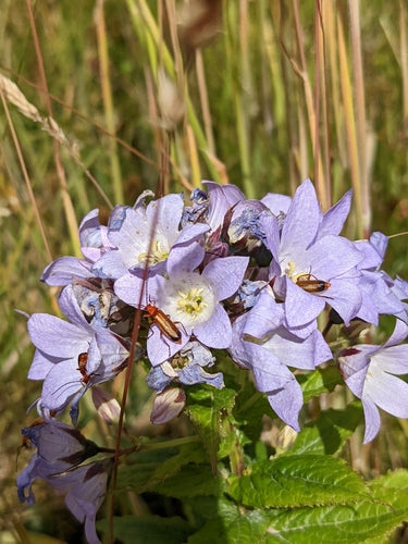 delphinium — Bild 2