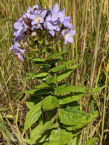 delphinium — Bild 1