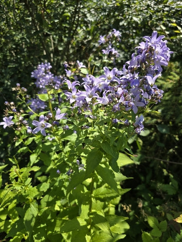 delphinium — Bild 5