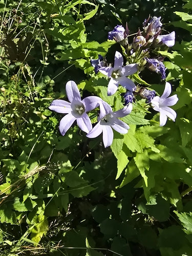delphinium — Bild 4