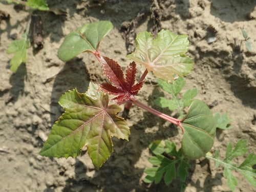 Castorboon — Bild 2