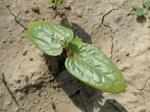 Castorboon — Bild 3