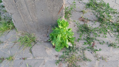 Romaanse sla — foto 5 van 8