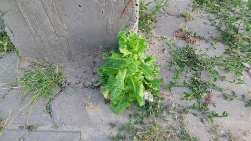 Romaanse sla — foto 2 van 8