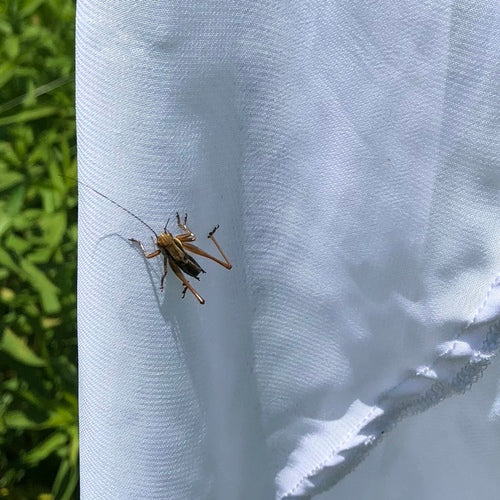 Roesels bijtende insect — Bild 2