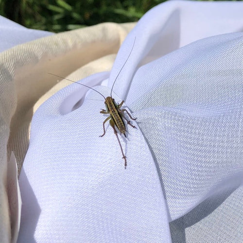 Roesels bijtende insect — Bild 3