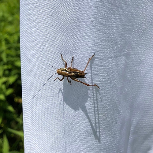 Roesels bijtende insect — Bild 4