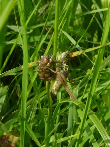 Roesels bijtende insect — Bild 1