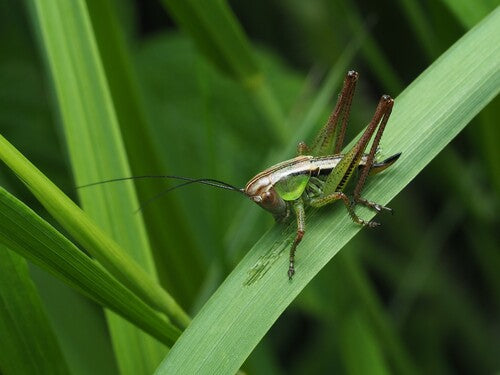 Roesels bijtende insect — Bild 5
