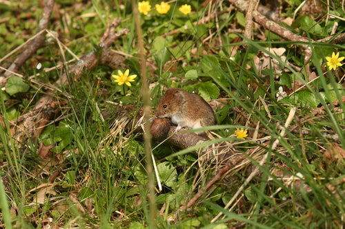bankmuis — Bild 5