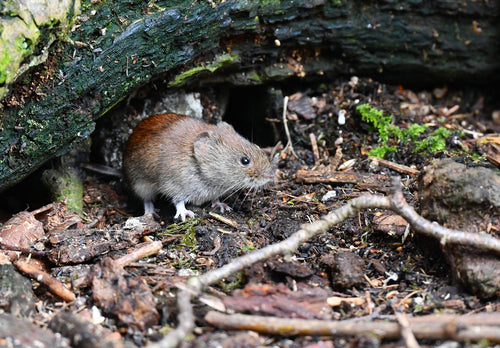 bankmuis — Bild 3