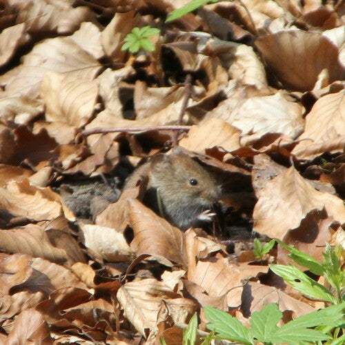 bankmuis — Bild 1