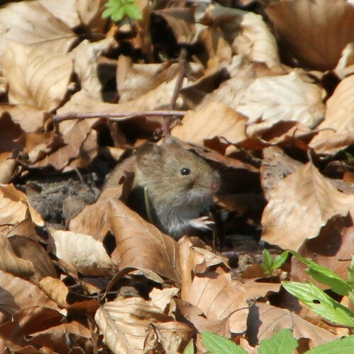 bankmuis — Bild 2