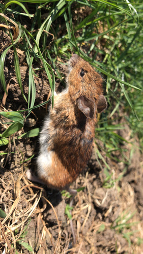 bankmuis — Bild 4