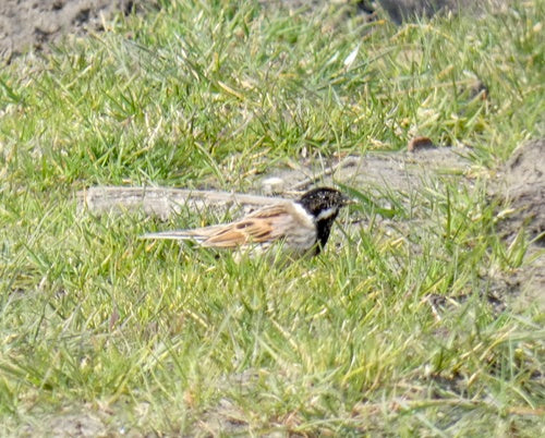 Rietgors — foto 3 van 8