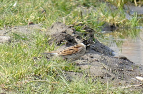 Rietgors — foto 2 van 8