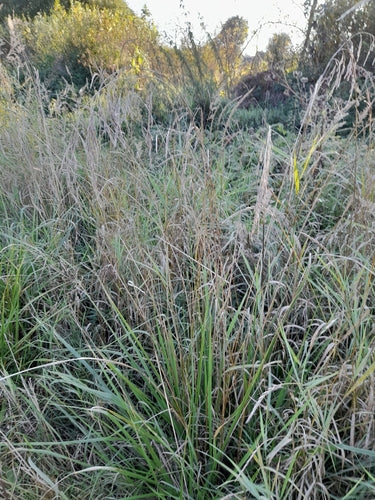 Rietzwenkgras — Bild 2