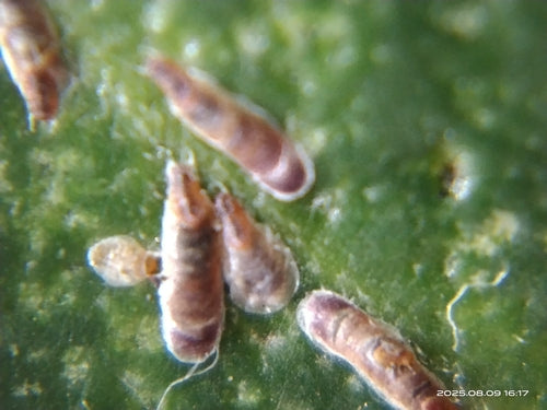 Roze schaalinsect — Bild 4