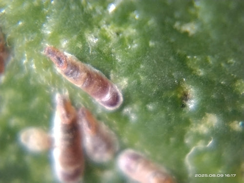 Roze schaalinsect — Bild 3