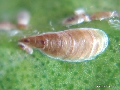 Roze schaalinsect — Bild 2