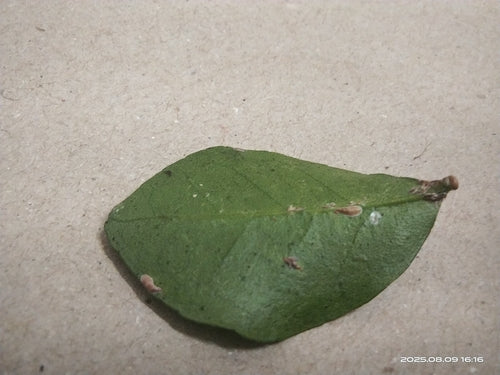 Roze schaalinsect — Bild 1