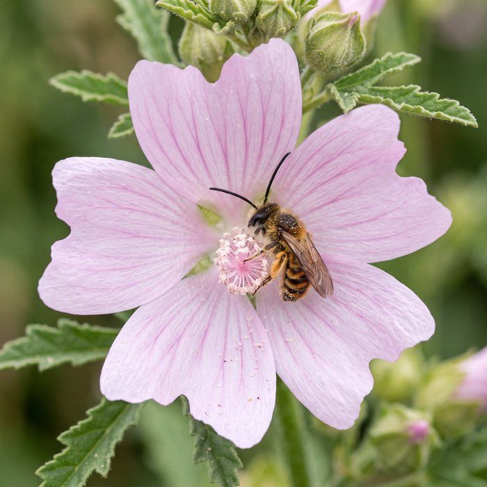 Blüte von Rosen-Malve (Malva alcea) in Nahaufnahme (KI-generiert)