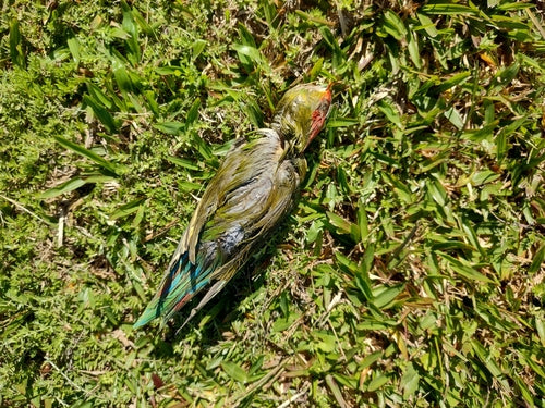 Rozenkop — Bild 2