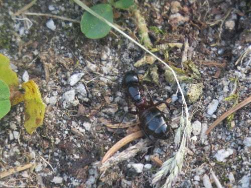 Bestrijd timmermansmieren — Bild 4