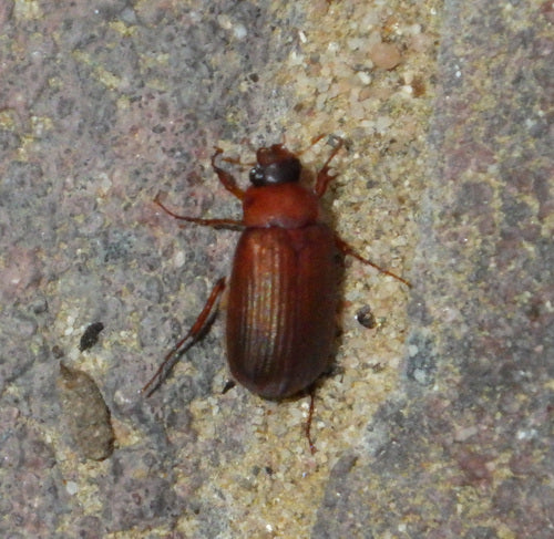 Roodbruine bladkever — Bild 2